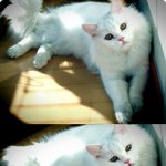 ★★(*사진 有*스압주의)★★- 우리집냐홍이