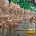 ★☆★치킨 좋아하세요?★☆★