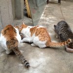 길냥이 밥주기~조언좀!!!!!!!!!!!!!