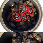번데기를 <b>사서</b> 깟는데 곰팡인가...