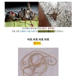 살인기생충 연가시, 한강<b>출몰</b>!!