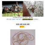 살인기생충 연가시, 한강<b>출몰</b>!