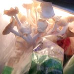 <b>버섯</b>에서 <b>버섯</b>자라는 이야기