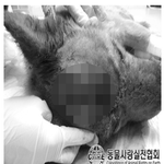 스님이 진돗개 '장군이'의 머리를 <b>도끼</b>로 여러번 찍어서 잔인하게...