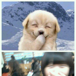 ☆★웃는강아지닮음비교샷★☆
