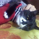 고양이판이 판을치는 요즘!!!!!우리 <b>엣지</b>도 좀 봐줘여♥ㅋ