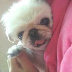 ♡♥♡♥(스압주의)2탄!!!!!!2222 <b>짱아</b>판(+동영상)♡♥♡♥