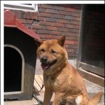 장군이 <b>도끼</b>살해범 잡혔습니다! 용의자 징역형을 줄지 안줄지는 여러분이...