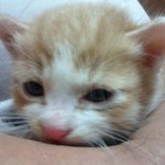 (사진 有 스압) 잠은 내운명 저희집 냥이 소개해보아요.