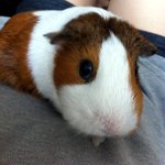 ♥기니피그계의 얼짱♥ 8짤 <b>할미</b> 기니피그 삼수니^0^♥♥