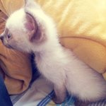 ♥ 나의자식같은 샴 고양이의 매력을 소개합니당 ※사진많음 스압주의※...