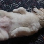 ★★★동물을키우신다면한번만..봐주세요.★★★