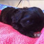 [사진多有 ]ㅎㄷㄷ 저희집에 흑형이 살아요