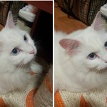 [사진有] 사랑스런 우리 <b>미묘</b> 그냥이 *.*