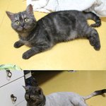 ☆★우리집묘 야매미용!! (사진有)★☆