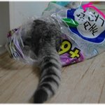 아옹다옹 천방지축 성장기 7탄