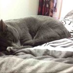 ☆★우리 귀여운 진냥이의 이야기★☆사진방출ㅋ