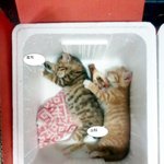날 좀 내버려둬라~ 주인아~ ㅋㅋㅋ