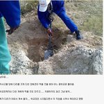 산 <b>채로</b> 묻힌 개