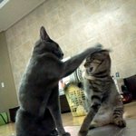 울집 고양이,<b>똥폼</b>(?)잡는 녀석들