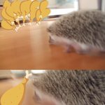 고슴도치판이라고들어보셨<b>나용</b>