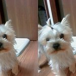 ★※초귀염주의※ 소심강아지/차도남토끼^0^★