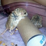 ★우리귀요미(쥐남이) 소개해용★