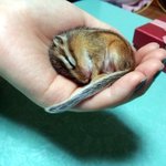 ★★★★[다람쥐판] 우리집 다람이 코코입니다람쥐~!★★★