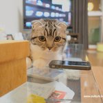 ★유봉이 앙즈 16판- 울똥고양이와 놀아주기★