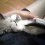 ★별이가  훈,민,정,음 아기를 낳았어요~^^ (아기 주인기다립니다...