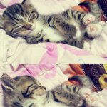 ★★★★★★완전 잘생긴 성거고양이 성냥이★★★★★★(사진추가 글수정)