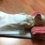 감당이 안된다