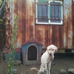 <b>동물</b>학대 2