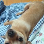 ★출산을 앞두고있는 <b>행운</b>이에게 힘을 주세용~^*^