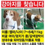포천시 소흘읍에서 잃어버린 <b>비글</b>을 찾습니다!!