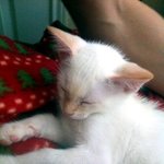 마스크 고양이 루이의 이야기 ♡