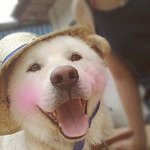 ★★★  짜잔! 오랜만에 돌아온 개돌이  ★★★
