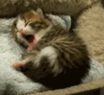 귀여운 고양이들의 움짤 모음.<b>gif</b>