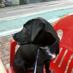 <b>털</b>쟁이 우리<b>집</b> 두마리(사진有)