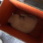 ☆★☆<b>진돗개</b> 달콤이를 소개함돠~★☆★