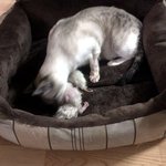 ★별이가 <b>훈</b>,민,정,음 아기를 낳았어요~^^ (아기 주인기다립니다...