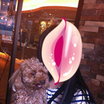 강아지 주인을 찾습니다!!!!!! 금정구 남산동 <b>푸들</b> 데리고있어요