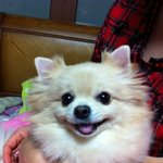 우리집 포메, 도토리의 일상이야기 2탄! ;<b>d</b>