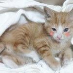 ★(사진有)아기길고양이 입양 보낸 후 생존신고 합니다!★