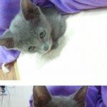 **뇽뇽이**  울 회사고양이의 생활♥