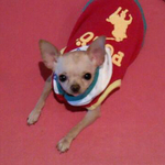 ★★(사진有) 기도하는 강아지 거만한 강아지로 트랜스폼!!!!★★