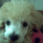 (1탄)천사견??푸들 <b>호두</b>의 이야기^_^ (<b>사진</b>有)