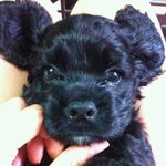 아메리칸 코카스파니엘 둥둥이  (사진多有)