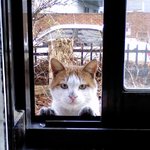 (길냥이)이봐~밥좀 주게냥!