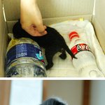 길고양이 구조 했습니다 제발 도와주세요 ㅠㅠ